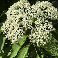 エルダーフラワー,西洋ニワトコ,ナチュラルガーデン,いい香り,お庭の花たちの画像