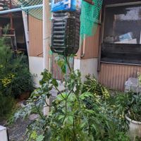 ミニトマトの画像