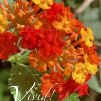 ランタナ,七変化,花のある暮らし,熱帯植物,緑のある暮らしの画像