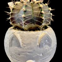 Gymnocalycium mihanovichii var. friedrichii,カクタス広瀬,金曜日の蕾たち,窓辺の画像