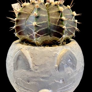 Gymnocalycium mihanovichii var. friedrichii,カクタス広瀬,金曜日の蕾たち,窓辺の画像