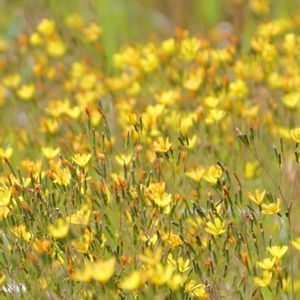 ニガナ,多年草,かわいい雑草,草本,在来種の画像