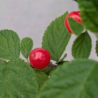 ユスラウメの画像
