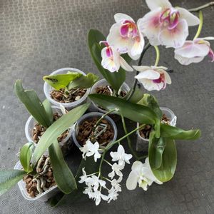 コチョウラン,胡蝶蘭,胡蝶蘭 ミラクル,洋蘭,ラン科の画像