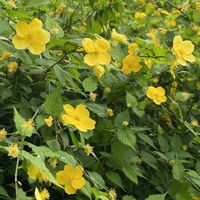 シャガ,シャガ,ナニワイバラ,ナニワイバラ,ヤマブキの画像