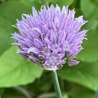 チャイブ,ハーブ,花のある暮らし,緑のある暮らし,多肉植物のある暮らしの画像