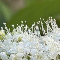 シモツケ ,ホオヅキ,今庭,ロータス・ブリムストーン,おうち園芸の画像