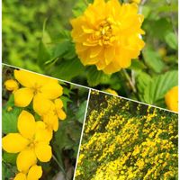 ガイラルディア,シャクヤク,ヤマブキ,キショウブ,グラスペディアの画像