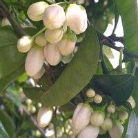グレープフルーツ,実生,シンボルツリー,種から,無農薬栽培の画像