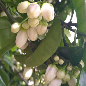 グレープフルーツ,実生,シンボルツリー,種から,無農薬栽培の画像