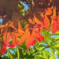 モミジ,散歩道,平和を願う☆,ゆうひを浴びての画像
