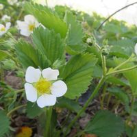 ブラックベリー,ヒメウツギ,マイヤーレモン,イチゴの花,大手毬（おおでまり）の画像