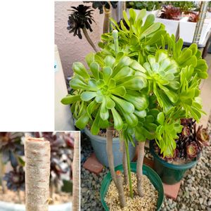 カナリエンス,アエオニウム ハロウィン,アエオニウム　ピンクウィッチ,多肉植物,緑のある暮らしの画像