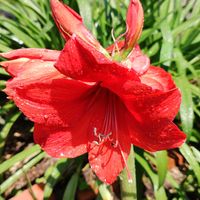 アマリリス,ブルースター,花壇,マイガーデン,毎年咲くの画像