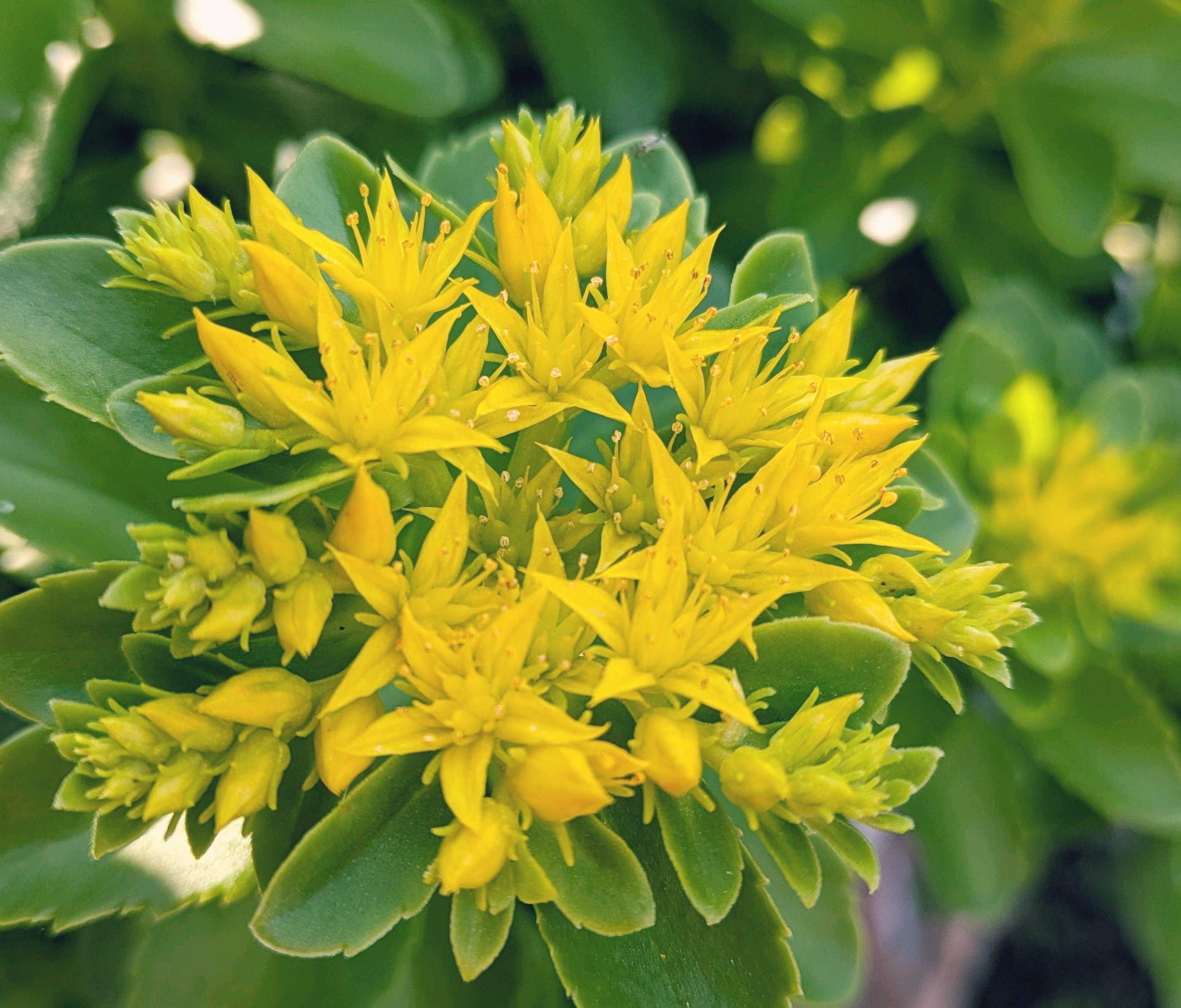 キリンソウ(麒麟草)の育て方｜植え付けや植え替えの時期は