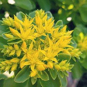 キリンソウ,プランター,植えっぱなし,お花のある暮らし,宿根・多年草の画像