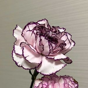 カーネーションの画像