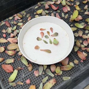 多肉植物,葉挿しの画像