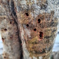 オリーブ,オリーブの木,オリーブの実,オリーブの実,オリーブ アナアキゾウムシの画像