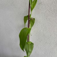 グロリオサ,球根からの画像