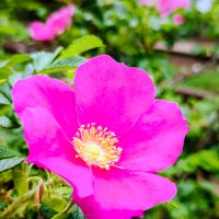 ハマナス,植物園,季節の花,東京,花のある暮らしの画像