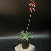 多肉植物,観葉植物,アロエ属,珍奇植物,ビザールプランツの画像