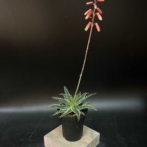 多肉植物,観葉植物,アロエ属,珍奇植物,ビザールプランツの画像