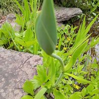カキツバタ,スズラン,ベニカナメモチ(レッドロビン),斑入りタニウツギ,ヒメイズイの画像