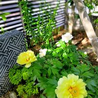 クレマチス,シャクヤク,バイカウツギ,花のある暮らし,平和を願うの画像