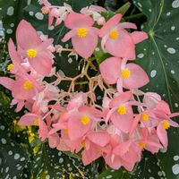 ベゴニア,ピンクの花,なばなの里,お出かけ先の画像