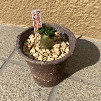 塊根植物,アデニウム獅子葉,タカ&ユージの画像