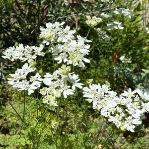 オルレア,no green no life,お花のある暮らし,京都タニラー,庭の画像
