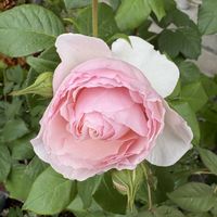 薔薇　ルイの涙,バラ好き,バラを楽しむ,バラのある暮らしの画像