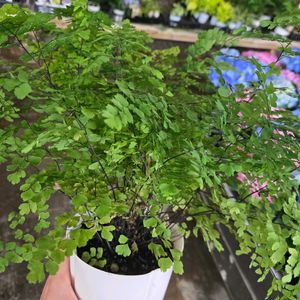 アジアンタム,観葉植物,リビング,リビング・ダイニングの画像