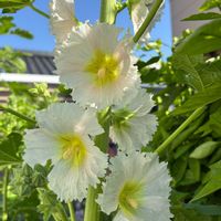アマリリス,アマリリス,アリウム,タチアオイ,タチアオイの画像