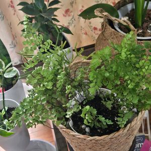 アジアンタム,観葉植物,リビング,キッチン,リビング・ダイニングの画像