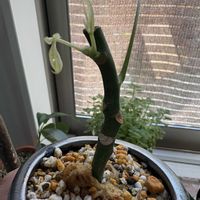 パキラの画像