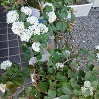 オオデマリ,カーネーション,ナデシコ,ランタナの画像