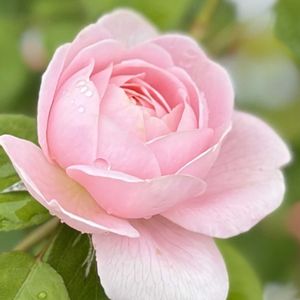 ガーデニング,花のある暮らし,ナチュラルスタイル,薔薇のある暮らし♡,おうち園芸の画像