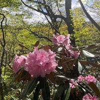 シャクナゲの画像