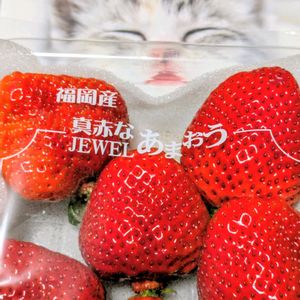 イチゴ,イチゴ,福岡県産 あまおう,花のある暮らし,植物好きの画像
