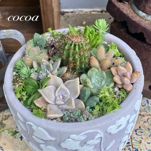 多肉寄せ植え,多肉大好き,花のある暮らし,緑のある暮らし,ナチュラルスタイルの画像