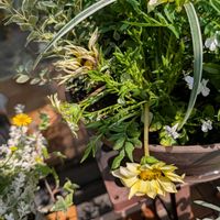 ガザニア,ガザニア,寄せ植え,ガーデニング,ベランダガーデニングの画像