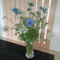 ニゲラ,オルレア,生け花,小さな花壇,花のある暮らしの画像
