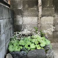 ユキノシタ,和風の庭,玄関アプローチの画像