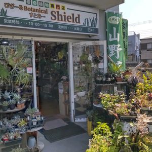 多肉植物,ウラボシ科,ビカクシダ属,食中植物,塊根の画像