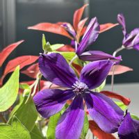 クレマチス　アフロディーテ・エレガフミナ,切り花の画像