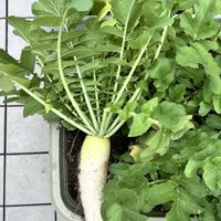 プランター菜園,ベランダ菜園,春大根,ニンニク収穫,大根収穫の画像