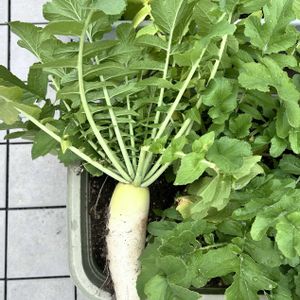 プランター菜園,ベランダ菜園,春大根,ニンニク収穫,大根収穫の画像