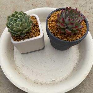 多肉植物,葉挿しの画像